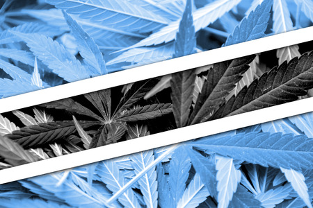 Botswana Flag on cannabis background. Drug policy. Legalization of marijuanaの写真素材