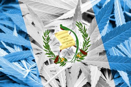Guatemala Flag on cannabis background. Drug policy. Legalization of marijuanaの写真素材