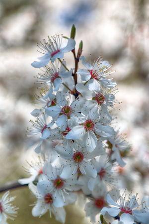 Blossom of Mirabelle plum, also known as mirabelle prune or cherry plum (Prunus domestica).の写真素材