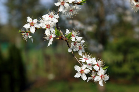 Blossom of Mirabelle plum, also known as mirabelle prune or cherry plum (Prunus domestica).の写真素材