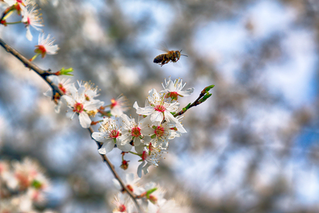 Blossom of Mirabelle plum, also known as mirabelle prune or cherry plum (Prunus domestica).の写真素材