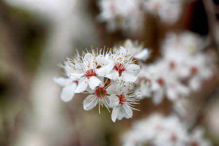 Blossom of Mirabelle plum, also known as mirabelle prune or cherry plum (Prunus domestica).の写真素材