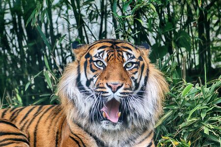 The Sumatran tiger (Panthera tigris sumatrae) in the Indonesian island of Sumatra.の写真素材