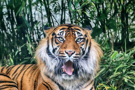 The Sumatran tiger (Panthera tigris sumatrae) in the Indonesian island of Sumatra.