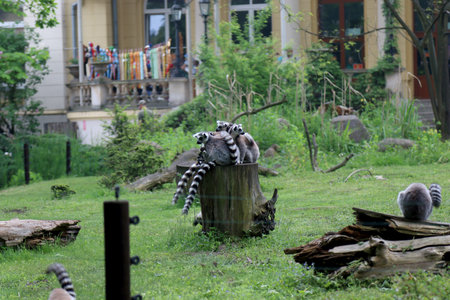WROCLAW, POLAND - MAY 20, 2019: The Wroclaw Zoological Garden is the oldest and most visited zoo in...