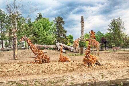 WROCLAW, POLAND - MAY 20, 2019: Giraffe. The Wroclaw Zoological Garden is the oldest and most visited zoo in Poland (and the fifth in Europe).のeditorial素材