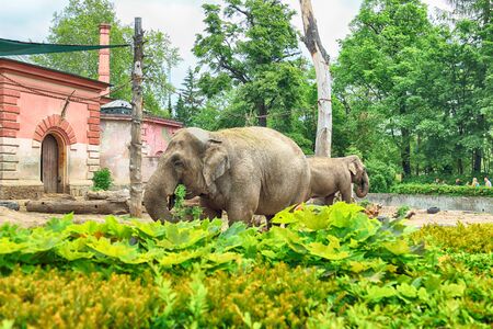WROCLAW, POLAND - MAY 20, 2019: Elephant. The Wroclaw Zoological Garden is the oldest and most visited zoo in Poland (and the fifth in Europe).のeditorial素材
