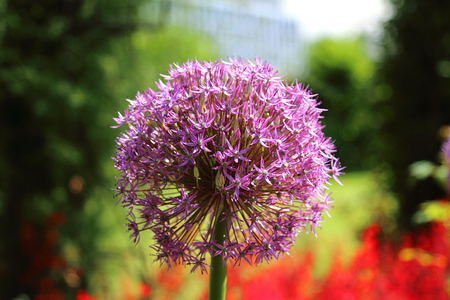 Beautiful, colorful flowers and plants in the Botanical Garden in Wroclaw, Poland.の写真素材