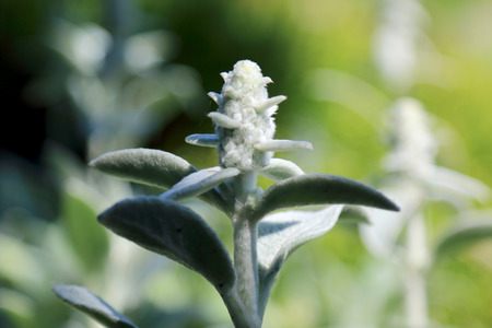 Beautiful, colorful flowers and plants in the Botanical Garden in Wroclaw, Poland.の写真素材