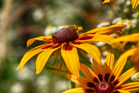 Rudbeckia bicolor is a plant genus in the sunflower family. The species are commonly called...