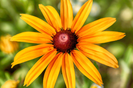 Rudbeckia is a plant genus in the sunflower family. The species are commonly called coneflowers and...