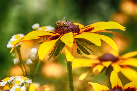 Rudbeckia bicolor is a plant genus in the sunflower family. The species are commonly called...