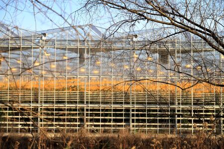 WROCLAW, POLAND - DECEMBER 03, 2019: Modern greenhouse complex located in Siechnice near Wroclaw, Poland, Europe. Citronex is a leading producer of greenhouse tomatoes in Poland.のeditorial素材