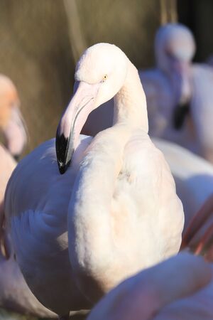 The American flamingo (Phoenicopterus ruber). It is the only flamingo that naturally inhabits North America. ZOO in Wroclaw, Poland.の写真素材