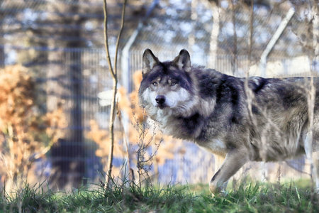 The wolf (Canis lupus), also known as the gray wolf or grey wolf, is a large canine native to...