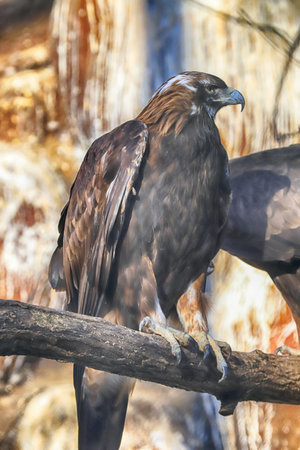 Hawks are a group of medium-sized diurnal birds of prey of the family Accipitridae. ZOO in Wroclaw,...