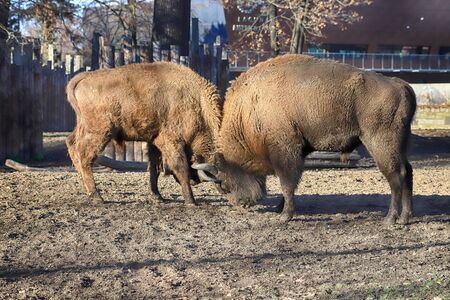 The European bison (Bison bonasus), also known as wisent, or the European wood bison, is a Eurasian species of bison. ZOO in Wroclaw, Poland.の写真素材