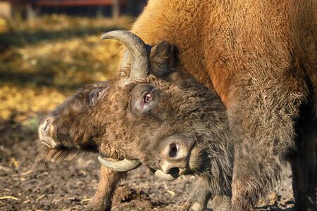 The European bison (Bison bonasus), also known as wisent, or the European wood bison, is a Eurasian species of bison. ZOO in Wroclaw, Poland.の写真素材