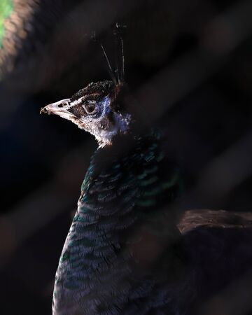 Peafowl is a common name for three species of birds in the genera Pavo and Afropavo of the Phasianidae family. ZOO in Wroclaw, Poland.の写真素材
