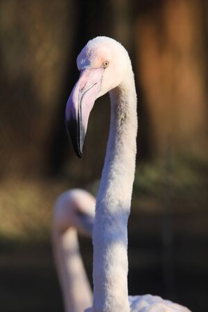 The American flamingo (Phoenicopterus ruber). It is the only flamingo that naturally inhabits North America. ZOO in Wroclaw, Poland.の写真素材