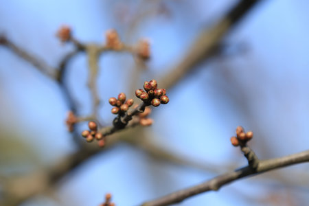 First buds on trees in early spring in Poland.