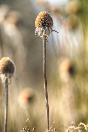 Dry flowers in the meadow during early spring. Rudbeckia is a plant genus in the sunflower family. Cultivated in gardens for their showy yellow or gold flower heads.の写真素材