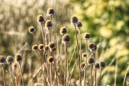 Dry flowers in the meadow during early spring. Rudbeckia is a plant genus in the sunflower family. Cultivated in gardens for their showy yellow or gold flower heads.の写真素材