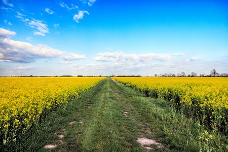 Empty, local road among blooming rapeseed field on a sunny day, in early May near Wroclaw, Poland. Spring landscape.の写真素材