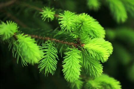 Young twigs of spruce. Fresh green conifer branches.の写真素材