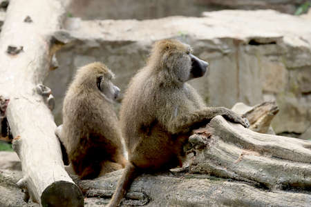 WROCLAW, POLAND - JUNE 09, 2020: Yellow baboon (Papio cynocephalus) is an old world monkey inhabiting open woodlands and grasslands of Africa south of the Sahara. ZOO in Wroclaw, Poland.のeditorial素材