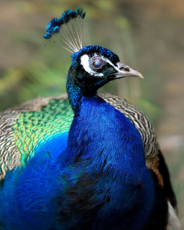 WROCLAW, POLAND - JUNE 09, 2020: The Indian peafowl (Pavo cristatus), also known as the common peafowl, and blue peafowl. ZOO in Wroclaw, Poland.のeditorial素材