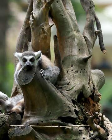 WROCLAW, POLAND - JUNE 09, 2020: The ring-tailed lemur (Lemur catta) is the most recognized lemur due to its long, black and white ringed tail. ZOO in Wroclaw, Poland.のeditorial素材