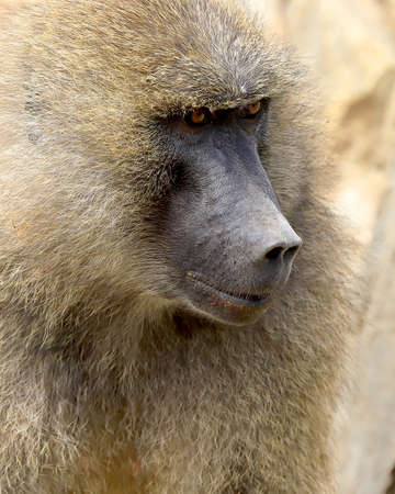 WROCLAW, POLAND - JUNE 09, 2020: Yellow baboon (Papio cynocephalus) is an old world monkey inhabiting open woodlands and grasslands of Africa south of the Sahara. ZOO in Wroclaw, Poland.のeditorial素材