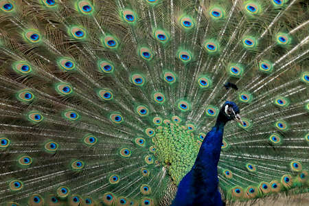 WROCLAW, POLAND - JUNE 09, 2020: The Indian peafowl (Pavo cristatus), also known as the common peafowl, and blue peafowl. ZOO in Wroclaw, Poland.のeditorial素材