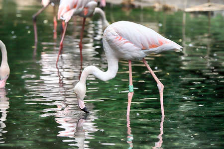 WROCLAW, POLAND - JUNE 09, 2020: The American flamingo (Phoenicopterus ruber). It is the only flamingo that naturally inhabits North America. ZOO in Wroclaw, Poland.のeditorial素材
