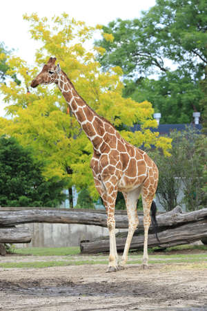 WROCLAW, POLAND - JUNE 09, 2020: The giraffe (Giraffa) is an African artiodactyl mammal, the tallest living terrestrial animal and the largest ruminant. ZOO in Wroclaw, Poland.のeditorial素材