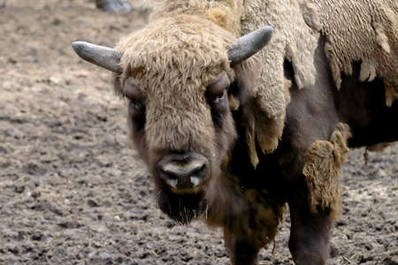 WROCLAW, POLAND - JUNE 09, 2020: The European bison (Bison bonasus), also known as wisent, or the European wood bison, is a Eurasian species of bison. ZOO in Wroclaw, Poland.のeditorial素材