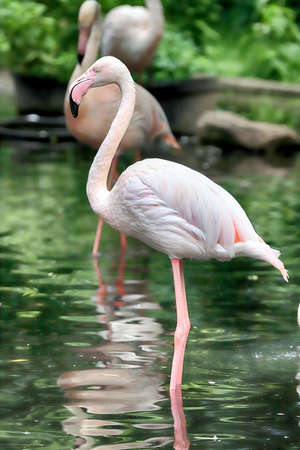 WROCLAW, POLAND - JUNE 09, 2020: The American flamingo (Phoenicopterus ruber). It is the only flamingo that naturally inhabits North America. ZOO in Wroclaw, Poland.のeditorial素材