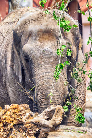 WROCLAW, POLAND - JUNE 09, 2020: Elephant. The Wroclaw Zoological Garden is the oldest and most visited zoo in Poland (and the fifth in Europe).のeditorial素材