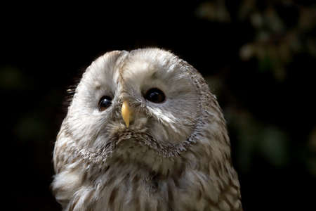 WROCLAW, POLAND - JUNE 09, 2020: The tawny owl or brown owl (Strix aluco) is a stocky, medium-sized owl commonly found in woodlands across much of the Palearctic. ZOO in Wroclaw, Poland.のeditorial素材
