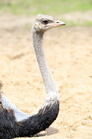 WROCLAW, POLAND - JUNE 09, 2020: Common ostrich (Struthio camelus) is the largest bird in the world. ZOO in Wroclaw, Poland.のeditorial素材