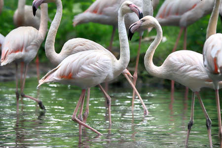 WROCLAW, POLAND - JUNE 09, 2020: The American flamingo (Phoenicopterus ruber). It is the only flamingo that naturally inhabits North America. ZOO in Wroclaw, Poland.のeditorial素材