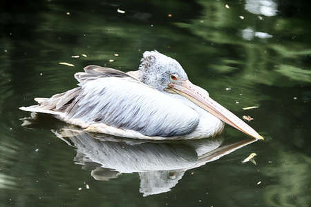 WROCLAW, POLAND - JUNE 09, 2020: The Dalmatian pelican (Pelecanus crispus) is the most massive member of the pelican family. ZOO in Wroclaw, Poland.のeditorial素材
