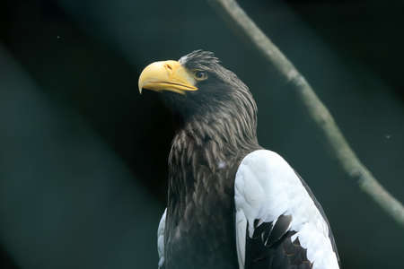 WROCLAW, POLAND - JUNE 09, 2020: The white-tailed eagle (Haliaeetus albicilla) is a very large species of sea eagle widely distributed across Eurasia. ZOO in Wroclaw, Poland.のeditorial素材