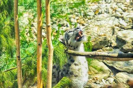 WROCLAW, POLAND - JUNE 09, 2020: The snow leopard (Panthera uncia), also known as the ounce, is a large cat native to the mountain ranges of Central and South Asia. ZOO in Wroclaw, Poland.のeditorial素材