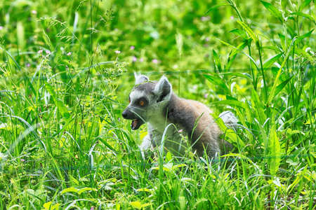 WROCLAW, POLAND - JUNE 09, 2020: The ring-tailed lemur (Lemur catta) is the most recognized lemur due to its long, black and white ringed tail. ZOO in Wroclaw, Poland.のeditorial素材