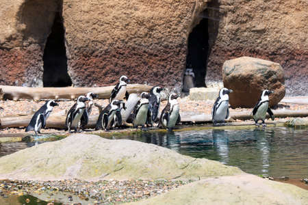 WROCLAW, POLAND - JUNE 09, 2020: Penguins (Sphenisciformes, family Spheniscidae) are a group of aquatic flightless birds. Penguin is highly adapted for life in the water. ZOO in Wroclaw, Poland.のeditorial素材