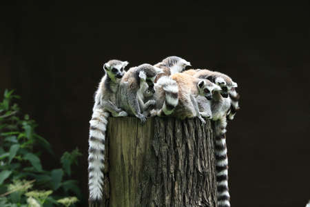 WROCLAW, POLAND - JUNE 09, 2020: The ring-tailed lemur (Lemur catta) is the most recognized lemur due to its long, black and white ringed tail. ZOO in Wroclaw, Poland.のeditorial素材