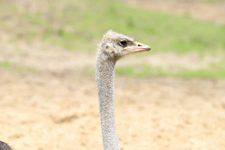 WROCLAW, POLAND - JUNE 09, 2020: Common ostrich (Struthio camelus) is the largest bird in the world. ZOO in Wroclaw, Poland.のeditorial素材