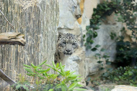 WROCLAW, POLAND - JUNE 09, 2020: The snow leopard (Panthera uncia), also known as the ounce, is a large cat native to the mountain ranges of Central and South Asia. ZOO in Wroclaw, Poland.のeditorial素材